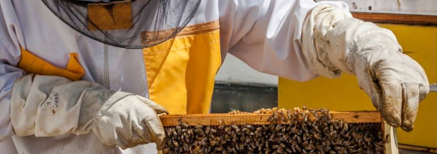 Beehives on Cankarjev dom’s Rooftop 